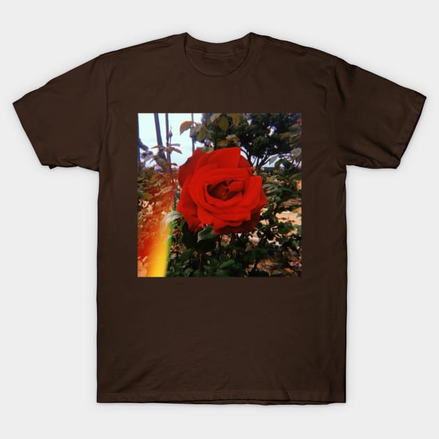 Red Rose. Los Angeles T-Shirt by SoCalDreamin